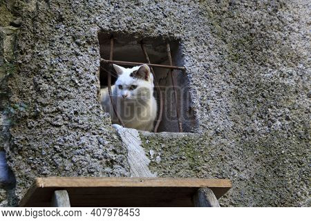 Triora (im), Italy - February 15, 2017: A Cat Looks Through A Windows In The Witches Village Of Trio