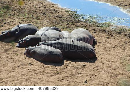 Hippo Rocks, Hippos Resting Busking In The Sun Kruger National Park