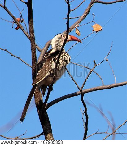 Bird Perching On A Tree In Hwange National Park Zimbabwe