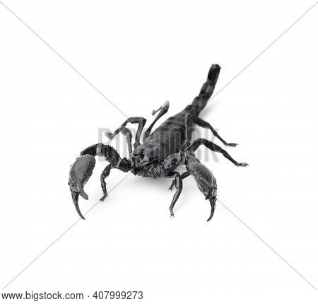 Scorpion An Isolated On A White Background