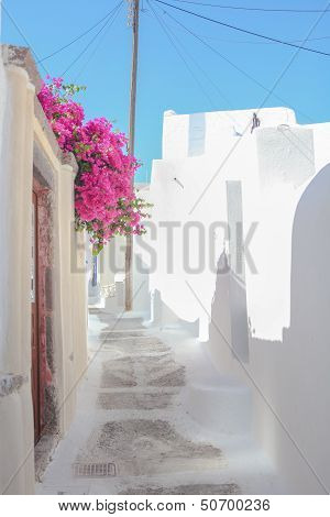 Beautiful Cobbled Streets With Bougainvillea On The Old Traditional White House In  Emporio Santorin