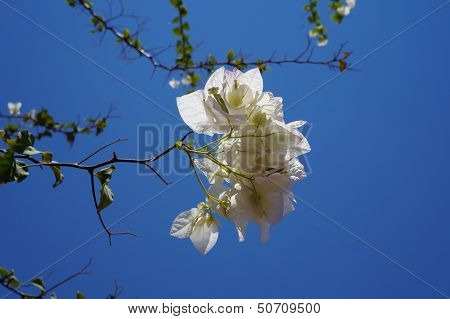 White bougainvillea blossom