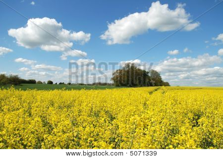 Voldtægt frø felt 2