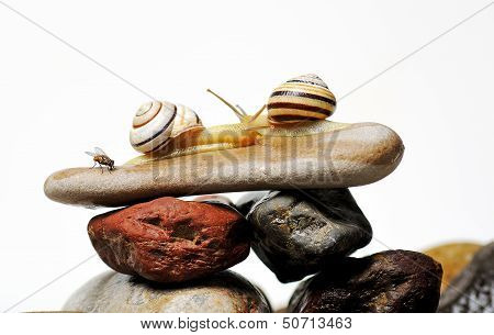 Snails On Rocks