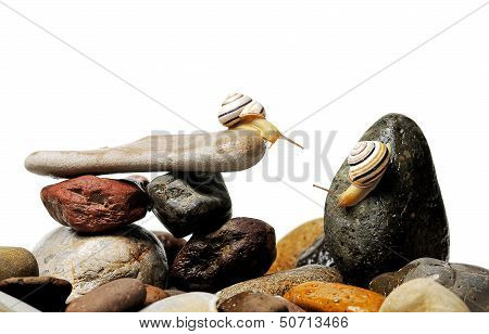 Snails On Rocks