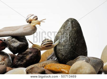 Snails On Rocks