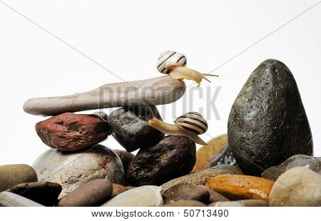 Snails On Rocks