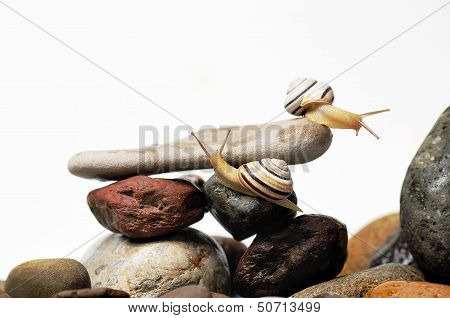 Snails On Rocks