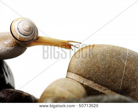 Snail  On Rocks