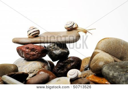 Snails On Rocks