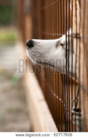 Dog Behind A Fence