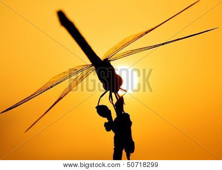 dragonfly on silhouette