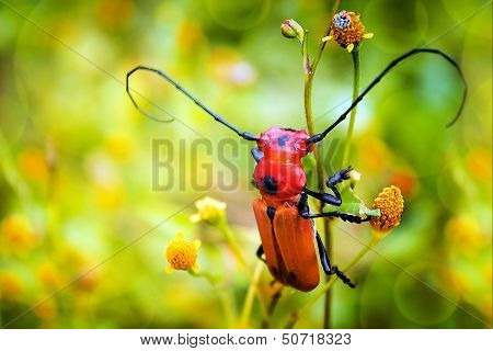 red insect