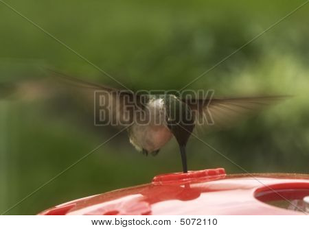 Alimentazione colibrì