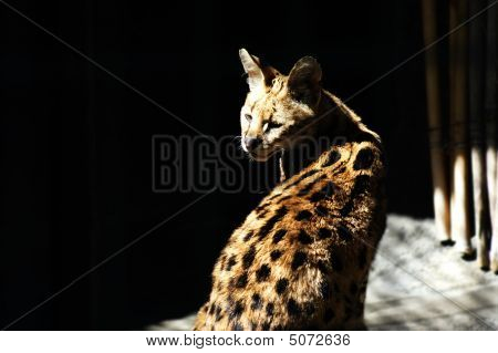Osamělý Ocelot