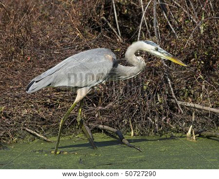 Great blue heron