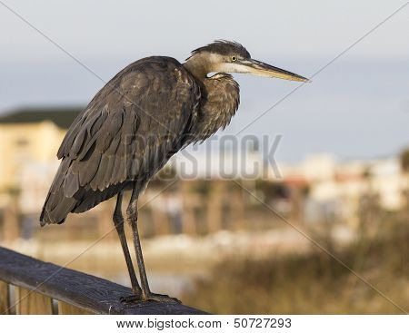 Great blue heron