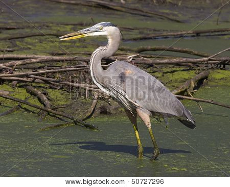 Great blue heron
