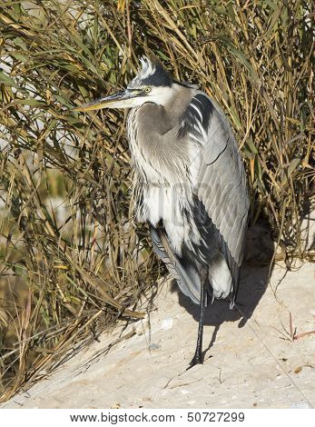 Great blue heron on beach