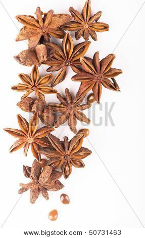 anisetree anise