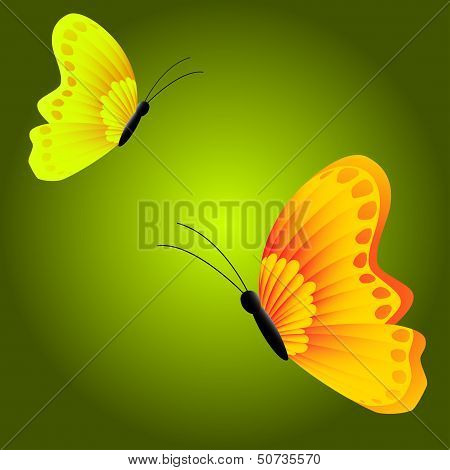 a beautiful butterfly