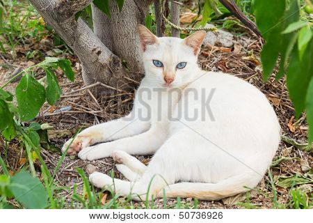 Thai White Cat