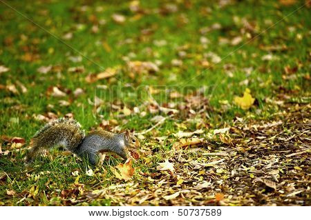 Squirrel
