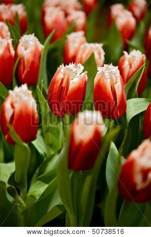 Canasta Tulips