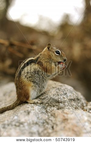 Chip Munk