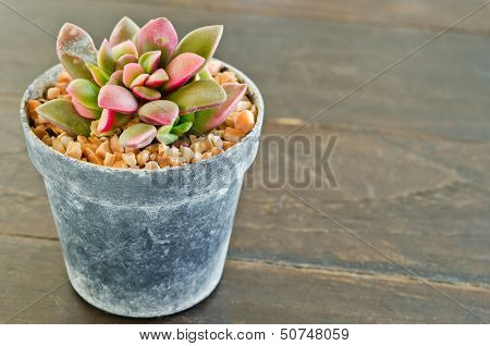 Succulents -echeveria Runyonii Rose