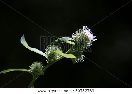 Thisle Flower In Closeup