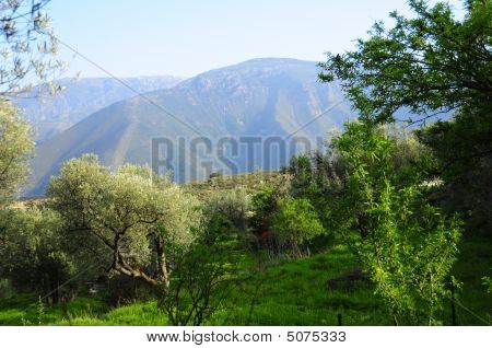 Hora nad Olive Grove