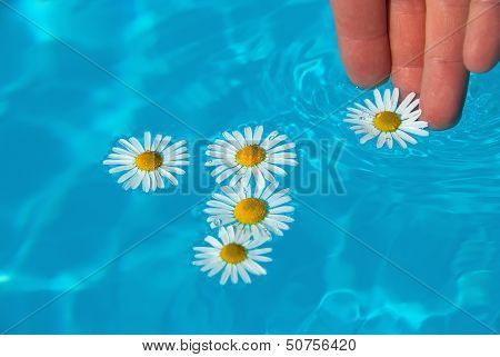 Daisy Flower
