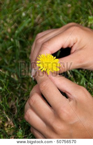 Flower Dandelion