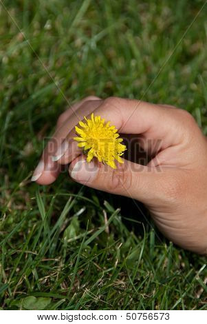 Flower Dandelion