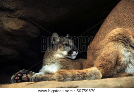 Mountain Lions