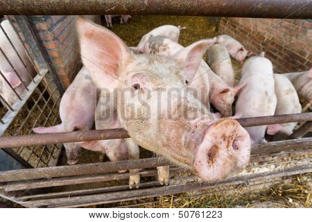 Pigs