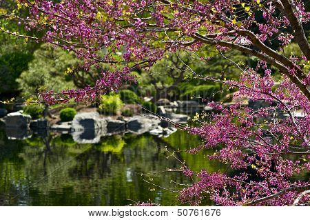 Blooming Garden