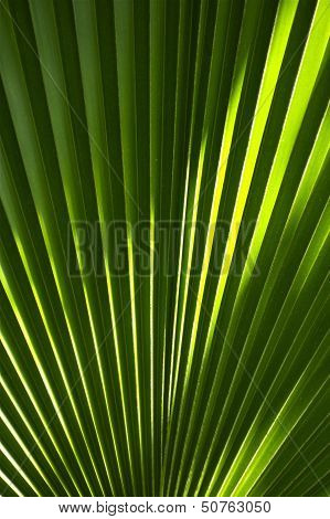 Fan Shaped Leaf