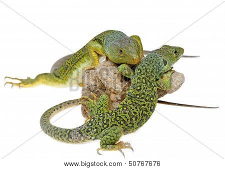 Lizard