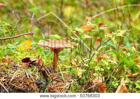 Forest Mushroom In A Green Moss