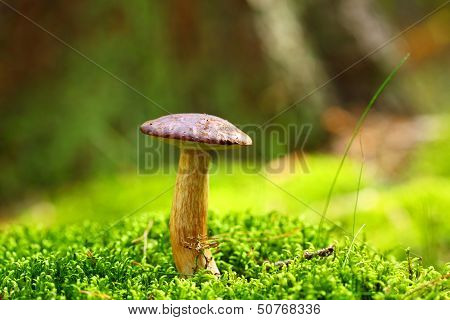 Forest Mushroom Bay Bolete In A Green Moss