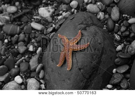 starfish