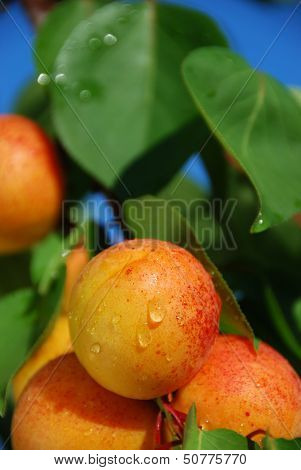 Apricots