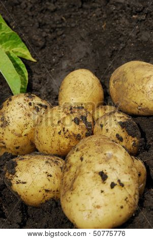 Potatoes