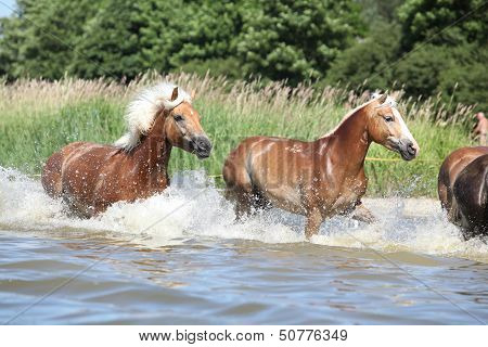 Batch Of Chestnut Horses Running In The Wather