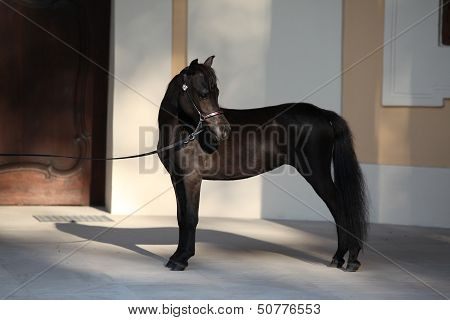American Miniature Horse Standing