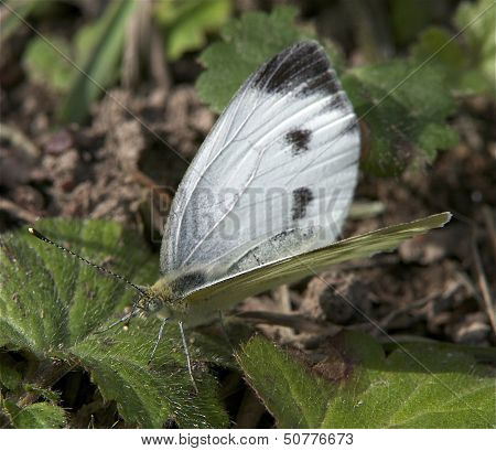 Large White (Pieris Brassicae)