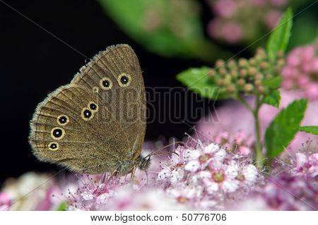 Ringlet (Aphantopus Hyperantus)