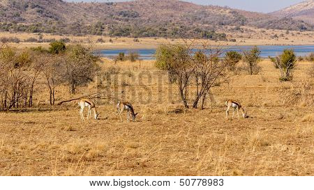 Springbok